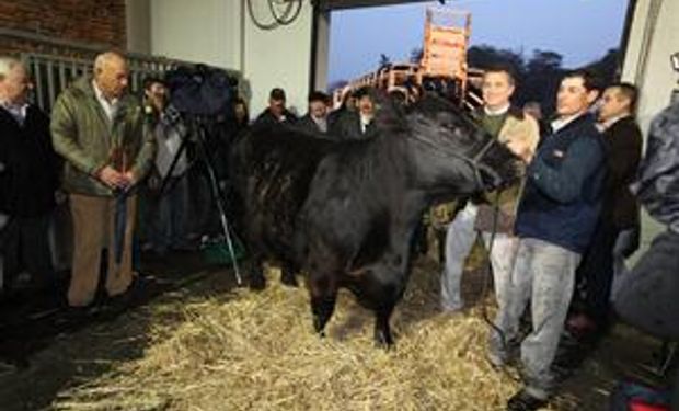 Comenzó el ingreso de bovinos en La Rural