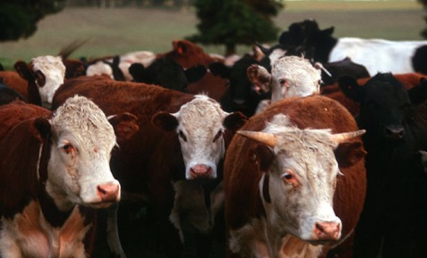 Esta claro que en los últimos meses hay más novillos y novillitos y menos vacas en la faena.