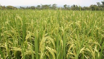 Crean fondo de $5M para los arroceros