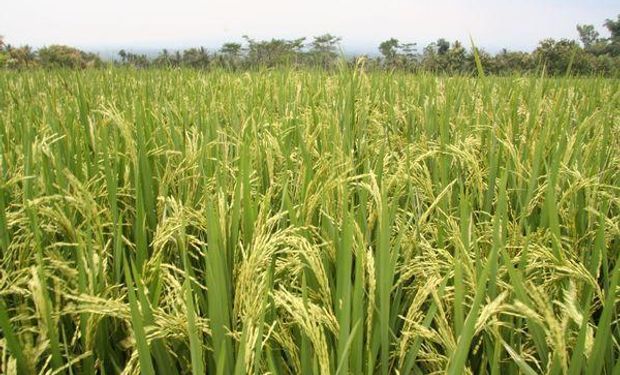 Crean fondo de $5M para los arroceros