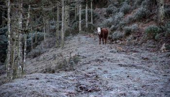 Inmet prevê chuva intensa no Norte, temporais no Sul e risco de geada em áreas serranas
