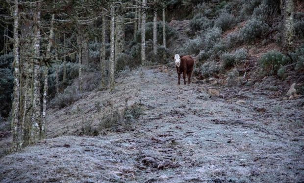 Inmet prevê chuva intensa no Norte, temporais no Sul e risco de geada em áreas serranas