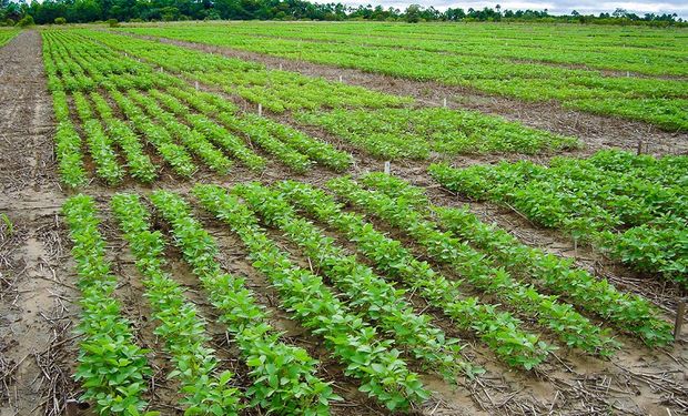 Lavouras de soja recebem quase 90% do consumo de inoculantes no Brasil. (foto - Embrapa)