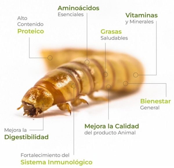 insecto de molitor