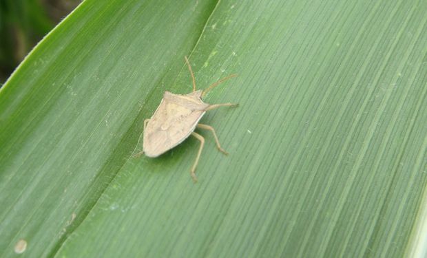 Cómo combatir a los insectos que se comen las hojas del maíz y el girasol