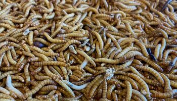 Lo que parecía ciencia ficción ya es realidad: la granja santafesina que transforma insectos en un negocio que puede cambiar al agro