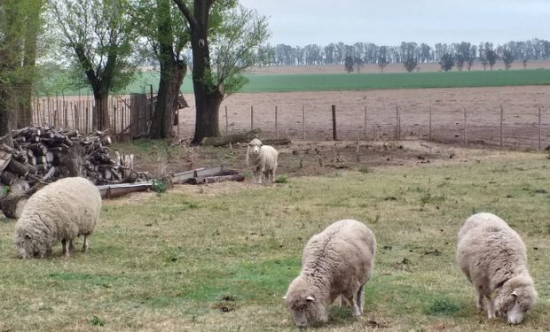 Inseguridad: carnearon 7 ovejas a punto de parir en la Escuela Agraria de Chascomús
