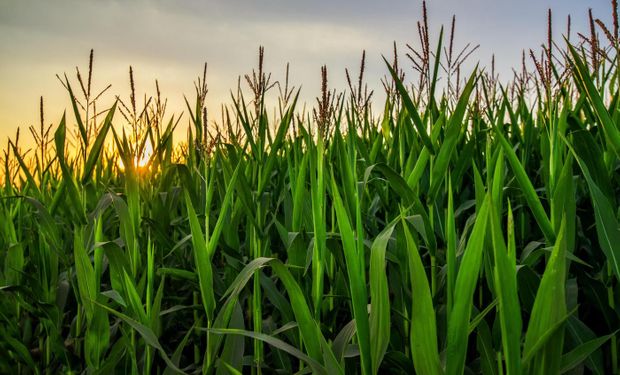 Un nuevo insumo biológico le da capacidad a las plantas para fijar nitrógeno atmosférico: cómo reacciona el rinde