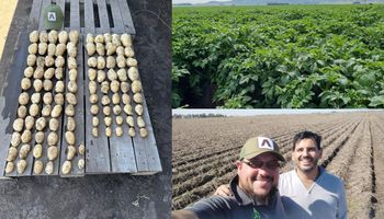 El insumo que deja resultados disruptivos en el "cultivo del futuro": una muestra de que la nueva agricultura ya está presente en el campo argentino