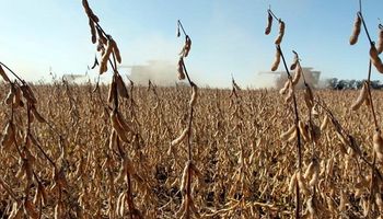 Oil World: la suba de insumos impactará sobre la decisión de los productores