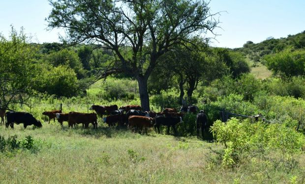 Lechería: aseguran que el verano podría generar un costo adicional de 26 dólares por vaca