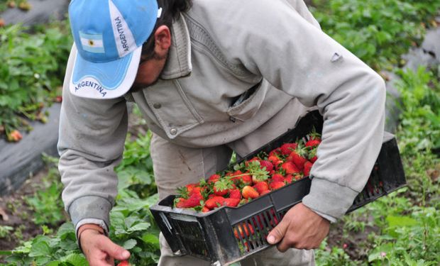 Brecha de precios: el consumidor pagó 6,22 veces más de lo que recibió el productor en el campo