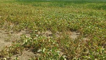 Emergencia agropecuaria en Santa Fe: cómo tramitar el certificado y acceder a los beneficios