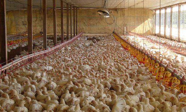 La industria avícola alertó por un combo complejo: incremento de costos, aumento salarial y precios congelados
