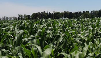 Buenos Aires espera una campaña de maíz con buenas perspectivas