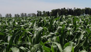 Los cultivos tardíos presentan muy buenas condiciones en el centro y norte de Santa Fe