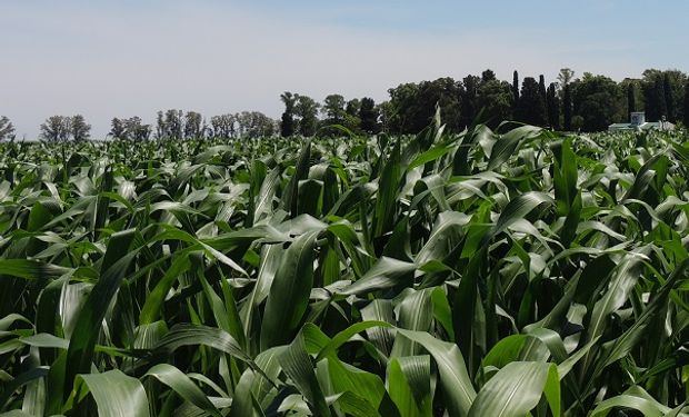 Los cultivos tardíos presentan muy buenas condiciones en el centro y norte de Santa Fe