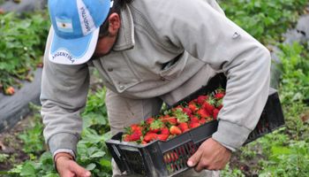 Cae un 20 % la participación del productor en el precio de los alimentos