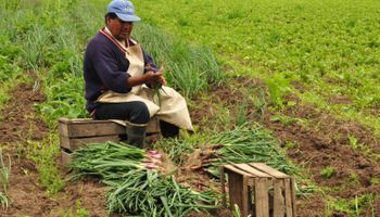 Trabajadores golondrinas: la estrategia para que la pandemia no afecte la cosecha de ajo, ciruela, durazno y la vid
