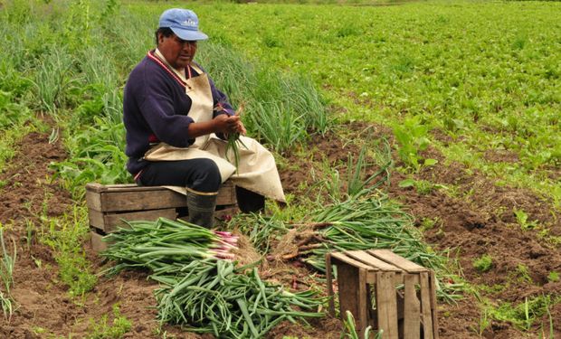 Trabajadores golondrinas: la estrategia para que la pandemia no afecte la cosecha de ajo, ciruela, durazno y la vid