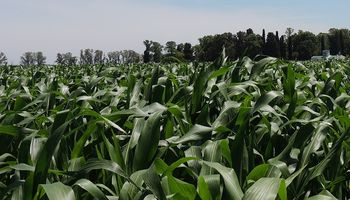 Maíz tardío: se perdió el 7 % del cultivo y el 40% está de regular a malo 
