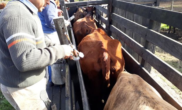 Argentina desarrolló la primera vacuna del mundo contra el virus de la Leucosis Bovina