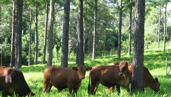 Presentan un plan para la ganadería en bosques nativos: conocé los siete lineamientos