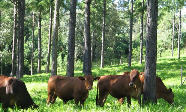 Presentan un plan para la ganadería en bosques nativos: conocé los siete lineamientos