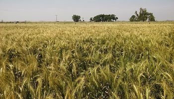 Argentina perdió US$ 1500 millones por la sequía y el impacto en la producción nacional