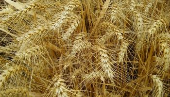 Estiman pérdidas de hasta un 40% en el rinde del trigo por la falta de lluvias
