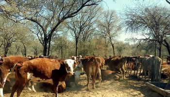 La seca ya azota a la ganadería y podría agudizar la falta de hacienda
