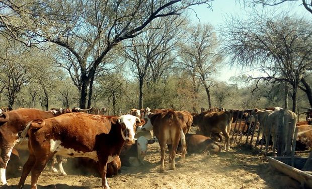 La seca ya azota a la ganadería y podría agudizar la falta de hacienda