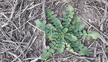 Alertan sobre la presencia de Hirschfeldia incana resistente a herbicidas en los barbechos