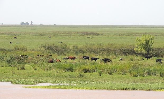 Piden prohibir la ganadería en el Delta del Paraná y evitar los incendios en las islas