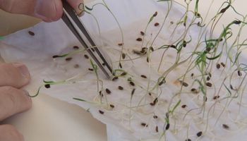 El INASE inscribió dos variedades de maíz y una de arroz desarrolladas por el INTA