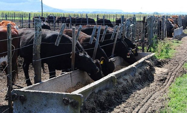 Tucumán: se invertirán US$ 2 millones en la producción de levadura proteica con caña de azúcar para ganado