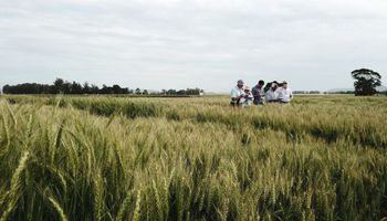 Fungicidas y trigo: realizaron ensayos durante 11 campañas y ahora comparten los resultados