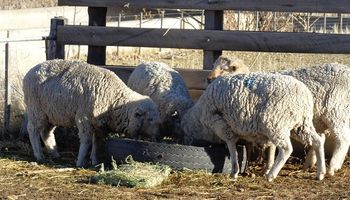 Agroindustria apuesta a la producción ovina en Chaco
