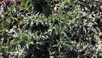 Malezas: alertan por un nuevo caso de resistencia a herbicidas