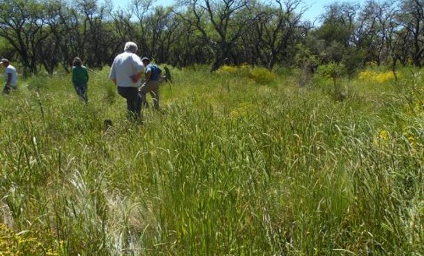 Los reportes indican la aparición de la planta en lugares no tradicionales.