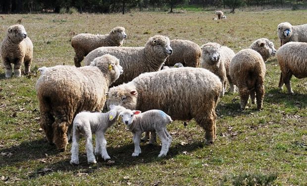 La suplementación estratégica busca cubrir un porcentaje de los requerimientos del animal en un momento determinado.