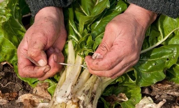 Informe que analiza la producción de verduras agroecológicas y compara sus rindes con los precios de venta.