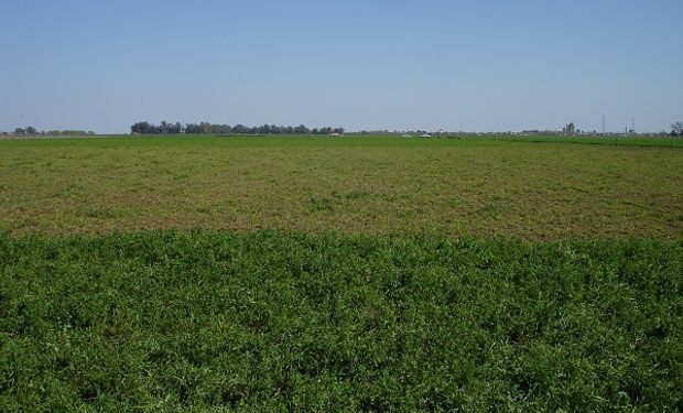 Implantar pasturas de alfalfa tiene un costo de 22 mil pesos por hectárea: cuál es el componente de mayor injerencia