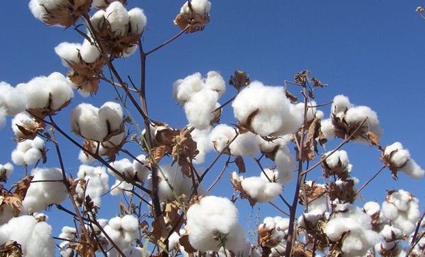 Con una estimación de 200 mil hectáreas de algodón, Chaco busca recuperar el liderazgo 