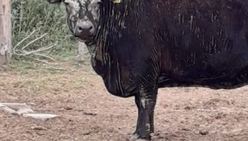 Emiten alerta ante nuevos casos de intoxicación con vicia en bovinos, un problema cada vez más frecuente