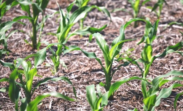 El INTA analiza los desafíos que plantea el clima.
