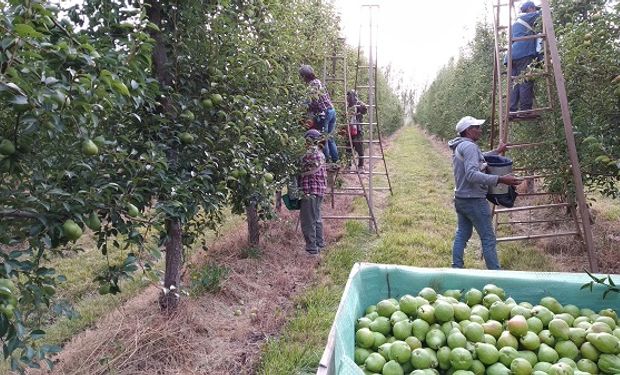 Aseguran que faltan trabajadores y peligra la cosecha