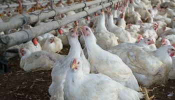 Detectan signos de coriza aviar en Buenos Aires: cómo prevenir y controlar la enfermedad