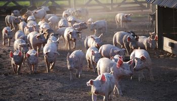 Invierten más de 4 millones de pesos para impulsar un clúster porcino