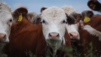 Exportaciones, financiamiento y faena de hembras: el análisis de la coyuntura ganadera